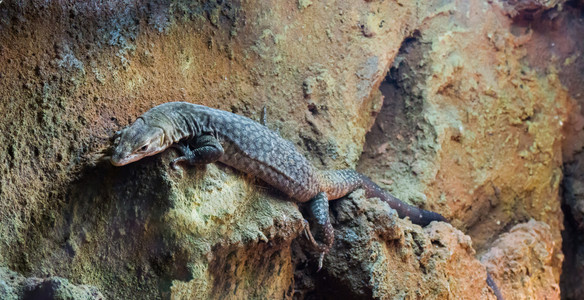 玻璃容器大斯托rrsquos监测蜥蜴一种住在澳洲的热带天文宠物生活斯托尔图片