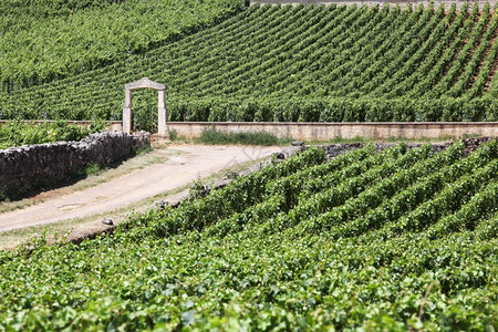 酒红色法国伯根迪查萨涅蒙特拉切葡萄园的景观旅行门图片