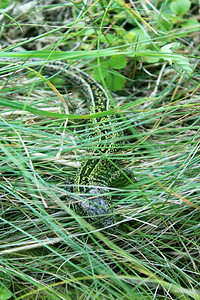 有色绿小蜥蜴在草地上环境两栖动物图片