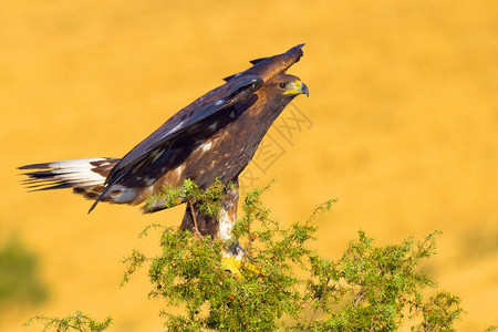 鸟类学野生动物羽毛金鹰AquilaChrysaetos西班牙森林卡斯蒂利亚和里昂西班牙欧洲图片