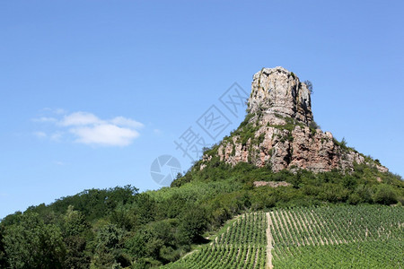 藤蔓欧洲法国伯根迪葡萄园的索卢特岩石著名的图片