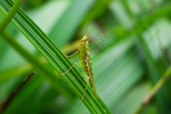 花MantisTenoderaaridifoliasinensis冷杉腱目图片