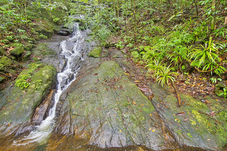 生态物多样自然瀑水辛哈拉公园雨林世界遗产址教科文组织生物圈保护区斯里兰卡荒野地区亚洲图片