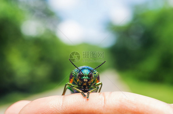 天马行空模糊手指上的金属木波纹甲壳虫软结焦点金属木材波纹甲壳虫昆身体图片