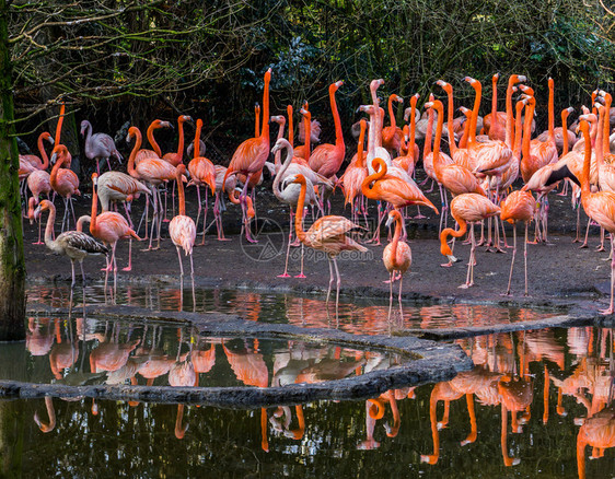 来自加拉帕戈斯群岛的多彩和热带鸟类聚集在河岸上鸟群来自加拉帕戈斯群岛鸟类学厄瓜多尔人海岸图片