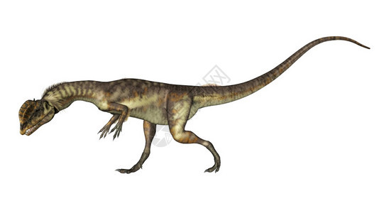 肉食动物实际的蜥蜴Dilophoros恐龙在白色背景中被孤立的行走头朝下3D使Dilopholos恐龙向下行走头朝3D图片