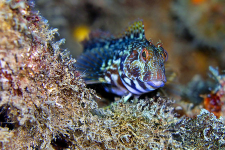 海洋鱼ringneckblennyparablenniuspilicorniscabocopepuntasdelcalne