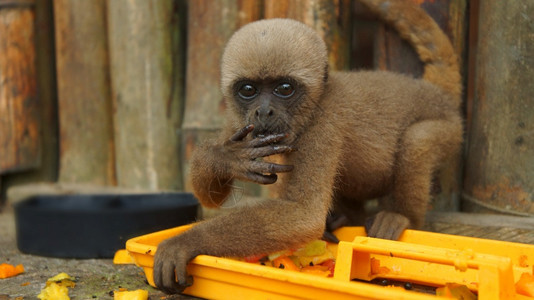 厄瓜多尔在ElCoca动物园吃水果的Chorongo猴子盯着相机镜头看常见名字叫WoollymonkeyChhorongo猴子科图片