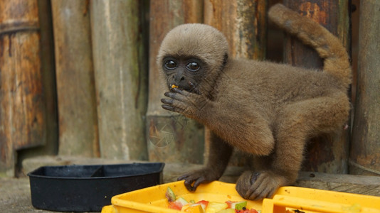 犀龙年轻的动物吃自然在ElCoca动物园吃水果的Chorongo猴子盯着相机镜头看常见名字叫WoollymonkeyChhorongo猴子科学名背景