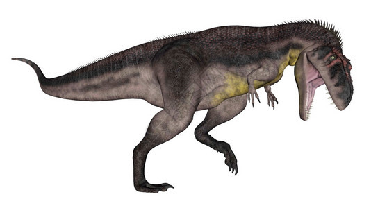 暴龙恐在白色背景中被孤立地咆哮3D变成暴龙恐的咆哮3D肉食长尾杀手图片