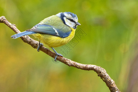 鸟类学栖息地环境蓝山雀西班牙森林卡斯蒂利亚和莱昂西班牙欧洲图片