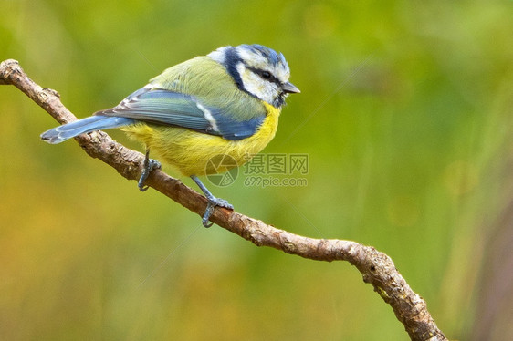 鸟类学栖息地环境蓝山雀西班牙森林卡斯蒂利亚和莱昂西班牙欧洲图片