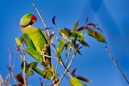 AlexandrineParakeetPsittaculaeupatria河流森林皇家巴迪亚国公园巴迪亚公园尼泊尔亚洲荒芜之地野图片