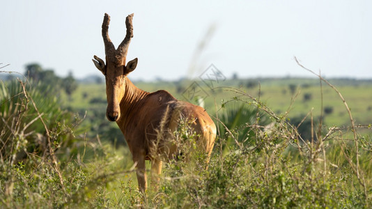 目的地HartebeestAlcelaphuslelwel默奇森瀑布公园乌干达野生动物图片