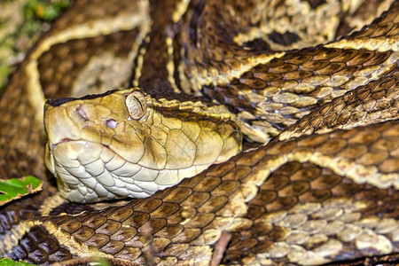 阿尔贝托荒野FerdelanceViperTerciopeloViperBothropsasper热带雨林哥斯达黎加中美洲国Al图片