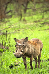 生态猪WarthogPhacochoerusafricanus克鲁格公园姆普马兰加南非洲生物学环境的自然背景