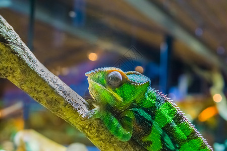 黄色的宠物红绿和黑的彩蜥蜴来自麦达加斯卡的热带爬行动物Madagascar带状图片