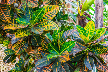自然美国人装饰来自美洲广受欢迎热带种植地一愚蠢的甘蔗植物多彩树叶图片