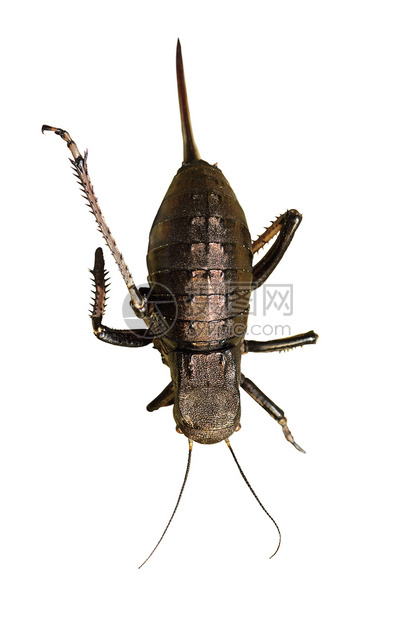 长昆虫Bradiphorusdasiphus全长昆虫野生动物自然满的图片