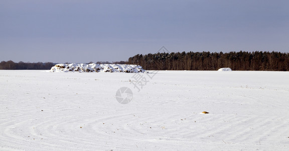 农场降雪自然一堆在起的长稻草堆积在一起雪降后被覆盖农耕田地上一片冬季风景布满了一大堆稻草图片