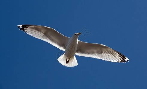 户外飞行海鸥在蓝天翔羽毛图片