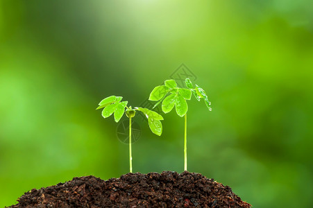 在雨季肥沃土壤上生长的青绿色年轻热带植物数个树木苗化过程植物弧核和绿树叶色天然在背景上模糊不清农业新鲜的地球图片