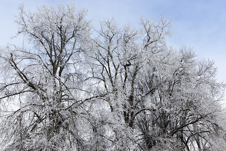 植物景观干净的森林冬季的枯萎树木覆盖着厚层雪和冻霜寒冬中冷特别是冬季大自然降温树木色图片