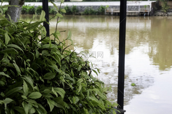 草树一种在河边地区生长的热带水植物鱼群照片图片