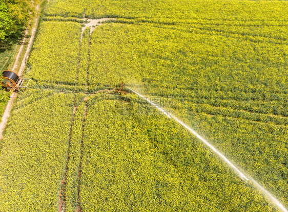 提供从喷洒机系统空中观察从一个开阔的田地上向工厂供水用油籽Brassicacameus德国湿的图片