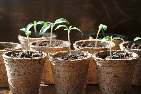园艺概念泥炭盆中的番茄幼苗泥炭盆中的番茄幼苗束年轻的花图片