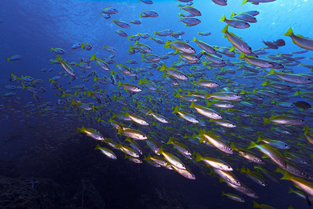 必达水反射深蓝海的鱼类学校图片