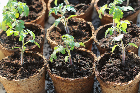 自然梨锅种植概念中的小番茄幼苗芽叶子温室图片