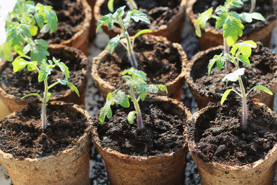 自然梨锅种植概念中的小番茄幼苗芽叶子温室图片