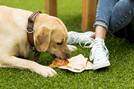 吃狗三明治公园植物群中介厨师背景图片