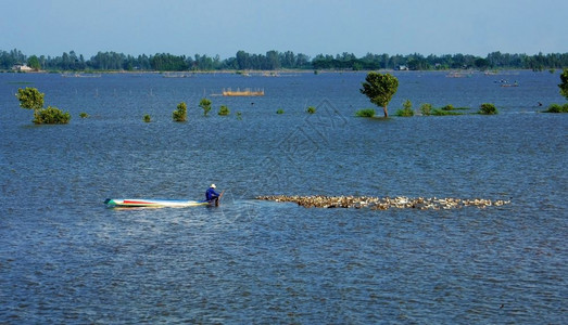 在洪水季节越南湄公河三角洲美丽的风景亚洲农民坐在船上驱赶鸭群在河流上行走大水田上植树天乡村的趋向图片