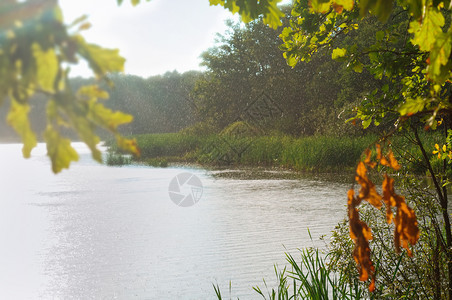 雨滴在水面上太阳和雨在森林里太阳和雨在森林里滴水面上池塘木头环境图片