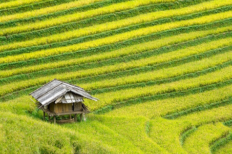 沙巴马来西亚颜白越南YenBaiMuCangChai梯田上的稻越南西北部MuChai的稻田准备收割图片