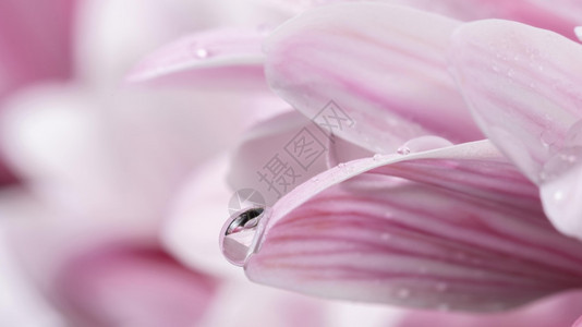 紧闭湿粉红色白花瓣天水自然图片