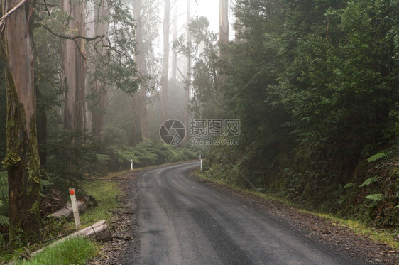 迷雾森林中的道路图片