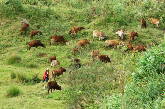 2013年月28日人民聚集一群牛让他们在越南LamDong山上大片草原放牧LAMDONG吃爬坡道哺乳动物图片