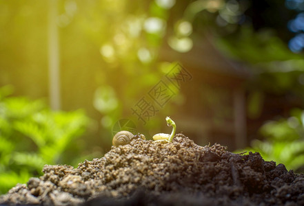 节省动物树6月5日世界环境日概念6月5日具有热带花园背景的土壤堆积上种子和蜗牛图片