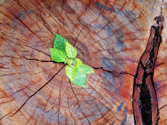 树桩斗争更新在干中生长的植物图片