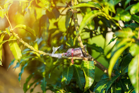 有机的偷盗是一种农业技术用于创建芒果树一个有阳光背景的泰国花园农场在泰国它是一个具有阳光背景的种植场嫁接新鲜的图片