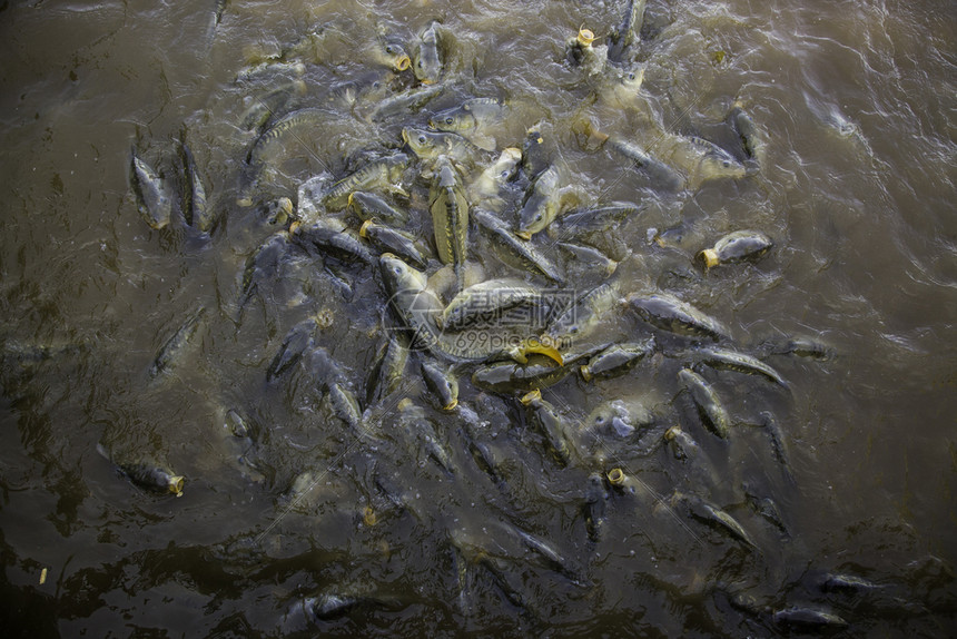 海岸棕色的许多鱼吃野生河类捕许多吃野生动物图片