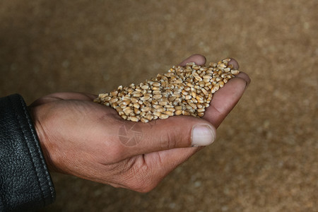 保持行业种子近距离的农民手握着小麦谷物图片
