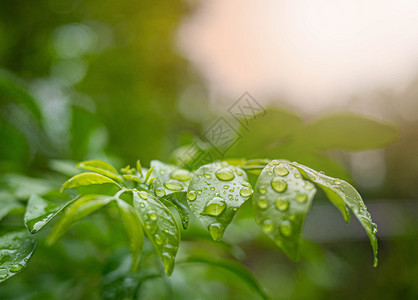 叶子美丽的在花园里自然背景上有水滴的绿树叶分枝柔软的图片