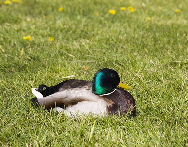 绿色在草中休息的成年鸭子紧闭坐在地鸭子休息的一只水禽河地面图片