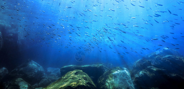 光线下鱼的学校礁水色旅行图片
