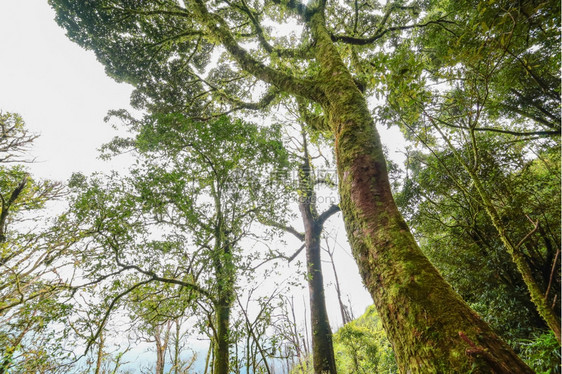 泰国热带雨林植物的美丽景色塔里亚热带雨林森根苔藓图片