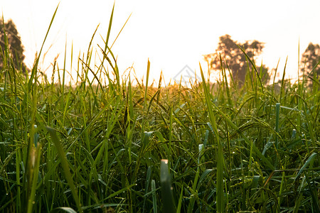 农庄中稻芽背景降水环境射线农业图片